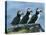 Three Puffins on Rock, Craigleath Island, East Lothian, Scotland, United Kingdom, Europe-Rainford Roy-Premier Image Canvas