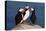 Three Puffins on Rock-Howard Ruby-Premier Image Canvas