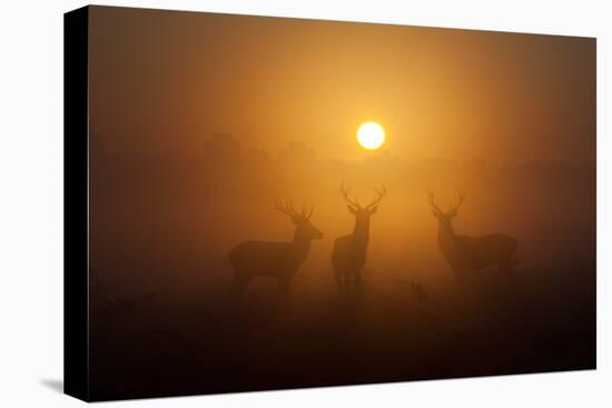 Three Red Deer Stags in the Early Morning at Richmond Park, London, England-Alex Saberi-Premier Image Canvas