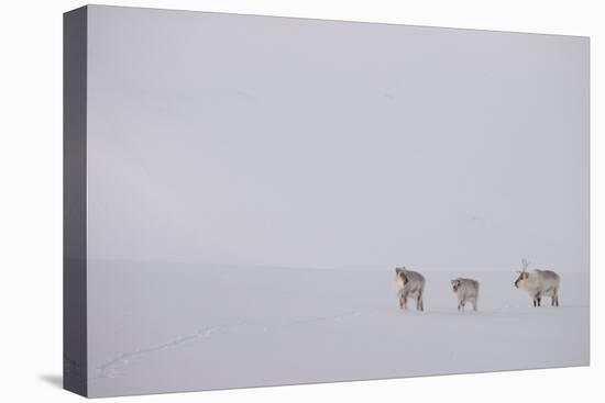 Three Reindeers walking across snow, Svalbard, Norway-Danny Green-Premier Image Canvas