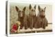 Three Scottie Dogs on Leashes-null-Stretched Canvas