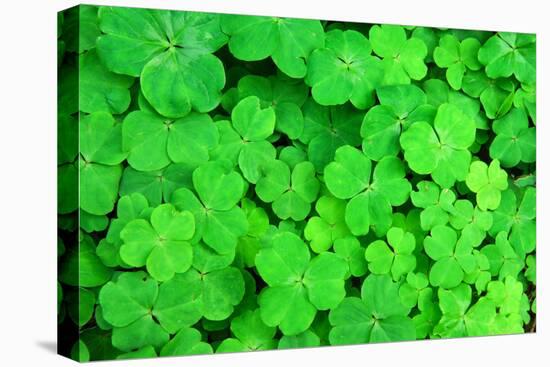 Three Shamrock Leaves in a Clover Patch-kenny001-Premier Image Canvas