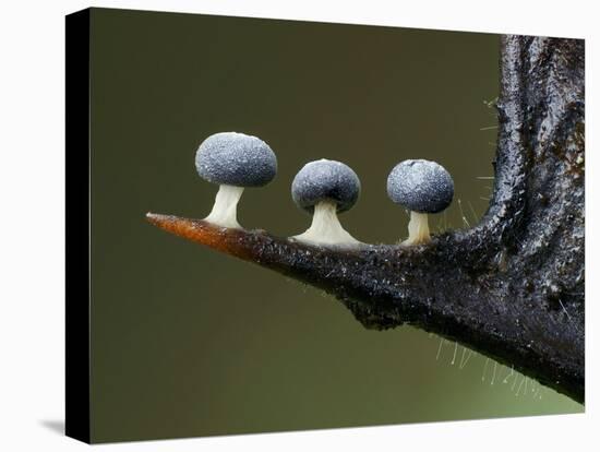 Three Slime mould sporangia growing along spike of Holly, UK-Andy Sands-Premier Image Canvas