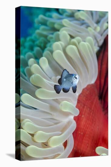 Three-Spot Damsel Fish (Dascyllus Trimaculatus)-Mark Doherty-Premier Image Canvas