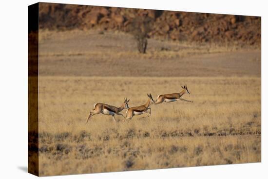 Three Springbok on the Run in Namib-Naukluft National Park-Alex Saberi-Premier Image Canvas