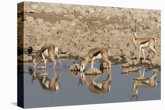 Three Springbok pause to drink at the Okaukuejo waterhole, Etosha National Park, Namibia.-Brenda Tharp-Premier Image Canvas