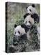 Three Subadult Giant Pandas Feeding on Bamboo Wolong Nature Reserve, China-Eric Baccega-Premier Image Canvas