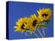 Three Sunflowers Blooms, Helianthus Annuus, United Kingdom-Steve & Ann Toon-Premier Image Canvas