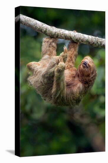 Three-Toed Sloth (Bradypus tridactylus) hanging on branch, Sarapiqui, Costa Rica-null-Premier Image Canvas