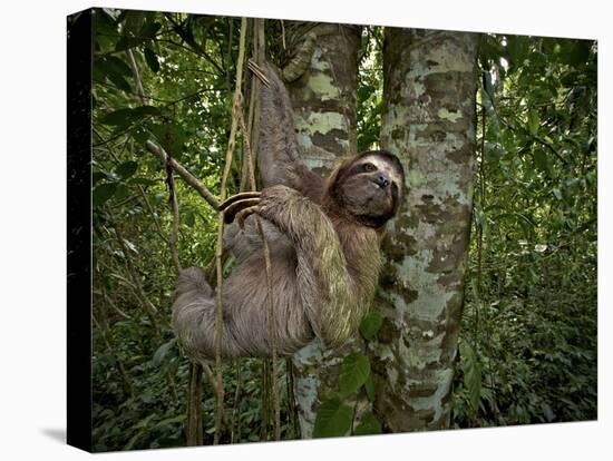 Three-Toed Sloth (Bradypus Variegatus) Perezoso De Tres Dedos, Cahuita, Caribe, Costa Rica-Andres Morya Hinojosa-Premier Image Canvas