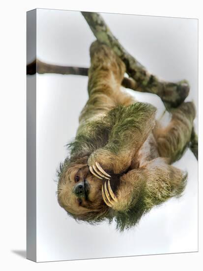Three-Toed Sloth, Sarapiqui, Costa Rica-null-Premier Image Canvas
