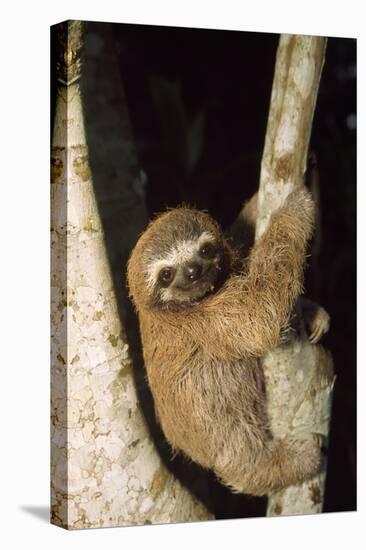 Three-Toed Sloth-null-Premier Image Canvas