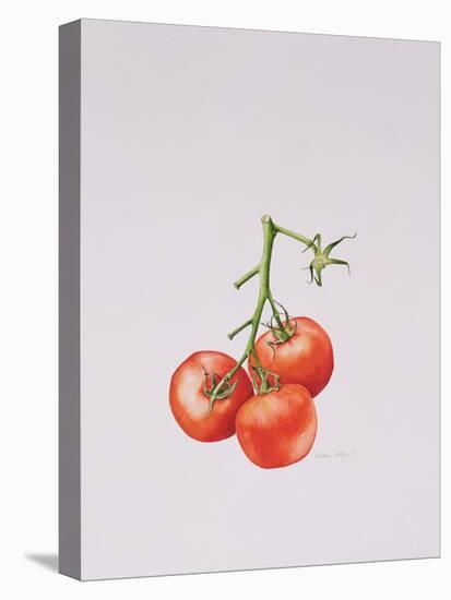 Three Tomatoes on the Vine, 1997-Alison Cooper-Premier Image Canvas