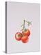 Three Tomatoes on the Vine, 1997-Alison Cooper-Premier Image Canvas