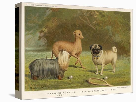 Three Toy Dogs, a Pug an Italian Greyhound and a Yorkshire Terrier-null-Premier Image Canvas