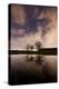 Three Trees Reflected in a Pond in Richmond Park at Night-Alex Saberi-Premier Image Canvas