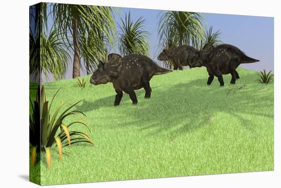 Three Triceratops Walking across an Open Field-null-Stretched Canvas