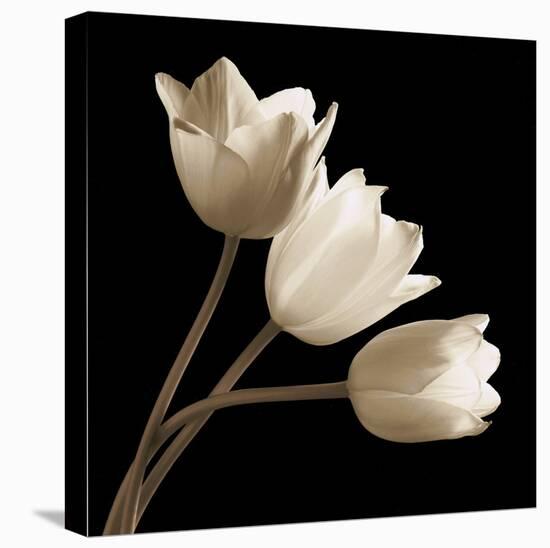 Three Tulips-Michael Harrison-Stretched Canvas