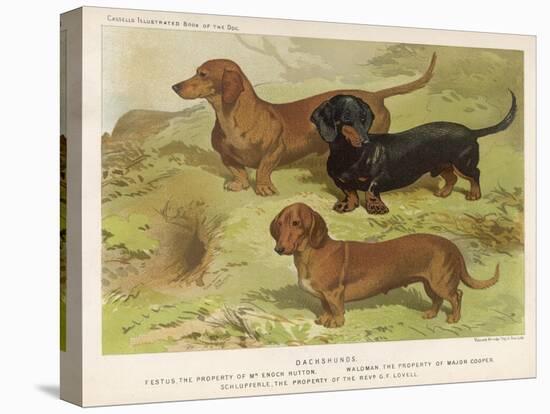 Three Varieties of Dachshund, Smooth Red and Black-And-Tan-Vero Shaw-Stretched Canvas