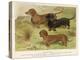 Three Varieties of Dachshund, Smooth Red and Black-And-Tan-Vero Shaw-Stretched Canvas