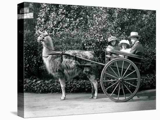 Three Visitors, Including Two Young Girls, Riding in a Cart Pulled by a Llama, London Zoo, C.1912-Frederick William Bond-Premier Image Canvas