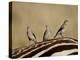 Three Wattled Starling on the Back of a Zebra, Masai Mara National Reserve-James Hager-Premier Image Canvas