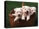 Three West Highland Terrier / Westie Puppies in a Basket-Adriano Bacchella-Premier Image Canvas