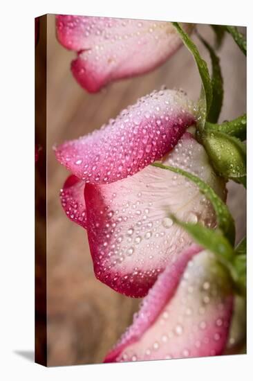 Three White and Pink Rose with Water Drops on Wood-Carlo Amodeo-Premier Image Canvas