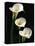 Three White Calla Lilies-Darrell Gulin-Premier Image Canvas