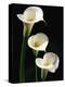 Three White Calla Lilies-Darrell Gulin-Premier Image Canvas