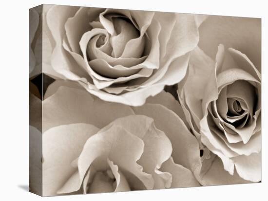 Three White Roses-Robert Cattan-Premier Image Canvas