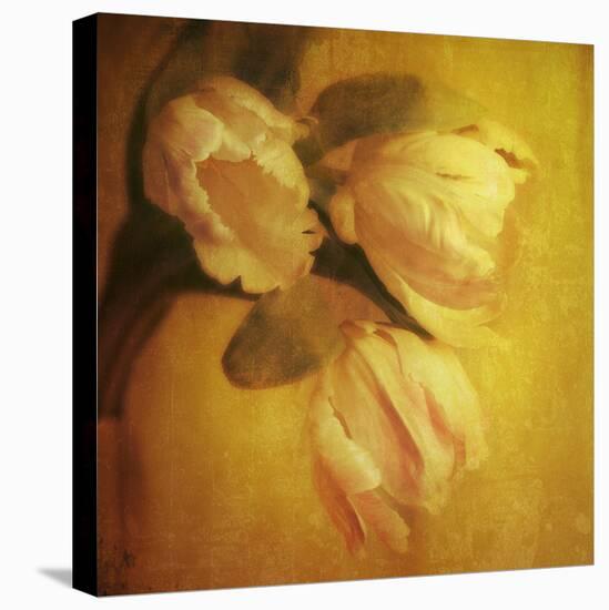 Three White Tulips-Trigger Image-Premier Image Canvas