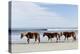 Three Wild Horses Walking along the Beach in Corolla, Nc.-McIninch-Premier Image Canvas