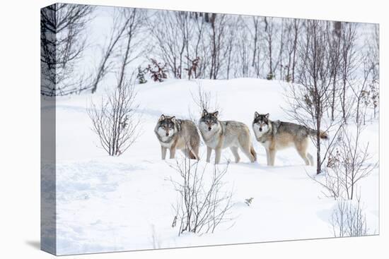 Three Wolves in the Snow-kjekol-Premier Image Canvas