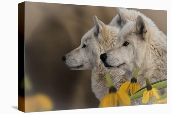 Three Wolves-Gordon Semmens-Premier Image Canvas