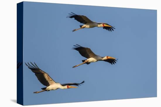 Three Yellow-Billed Stork Fly in Formation, Lake Manyara NP, Tanzania-James Heupel-Premier Image Canvas