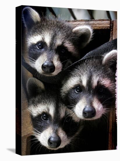 Three Young Raccoons Peer out of Their Nest at the Florida Wild Mammal Association-null-Premier Image Canvas