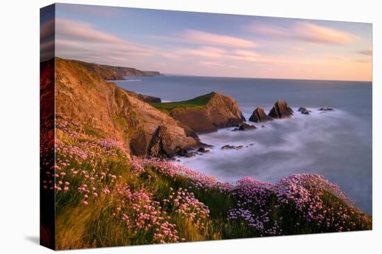 Thrift flowering on cliff top at sunset, UK-Ross Hoddinott-Premier Image Canvas