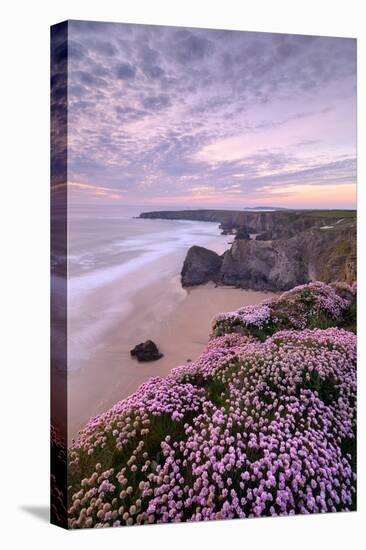 Thrift flowering on cliff top with beach below, at sunset, UK-Ross Hoddinott-Premier Image Canvas