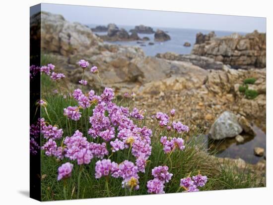 Thrift Sea Pink in Flower Among Rocks at Plougrescant, Brittany, France-Philippe Clement-Premier Image Canvas