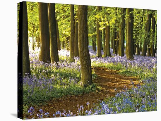 Through the Bluebells-Assaf Frank-Stretched Canvas