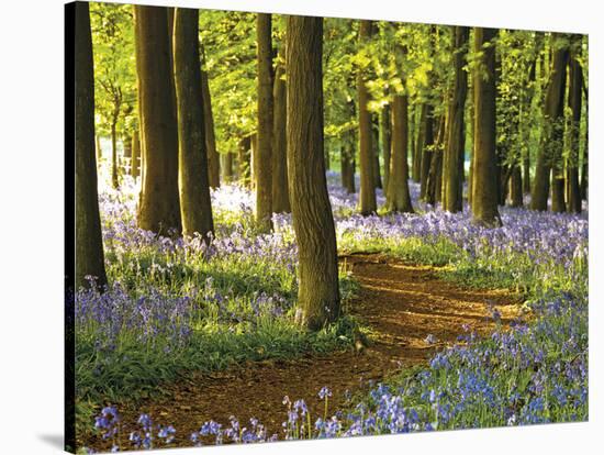 Through the Bluebells-Assaf Frank-Stretched Canvas