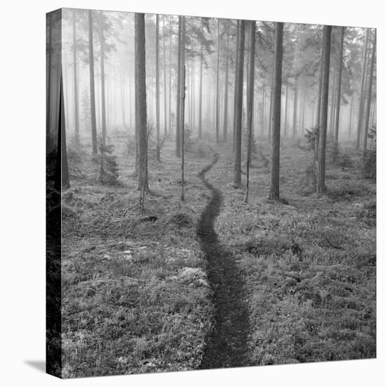 Through the Trees B&W-Andreas Stridsberg-Stretched Canvas