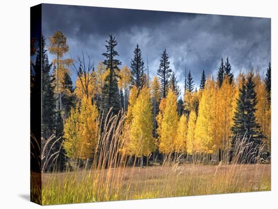 Through the Yellow Trees I-David Drost-Premier Image Canvas