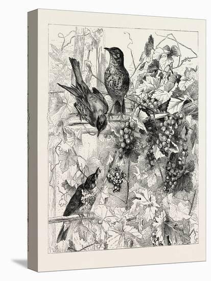 Thrushes in the Vineyard, Fashion, 1882-null-Premier Image Canvas