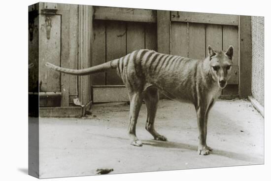 Thylacine - Tasmanian Tiger - Tasmanian Wolf (Thylacinus Cynocephalus) Last Known Individual-Dave Watts-Premier Image Canvas