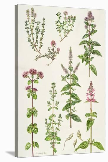 Thyme and Other Herbs-Elizabeth Rice-Premier Image Canvas