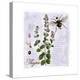 Thyme Herb-Tina Lavoie-Premier Image Canvas