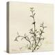 Thyme Moment-Albert Koetsier-Stretched Canvas