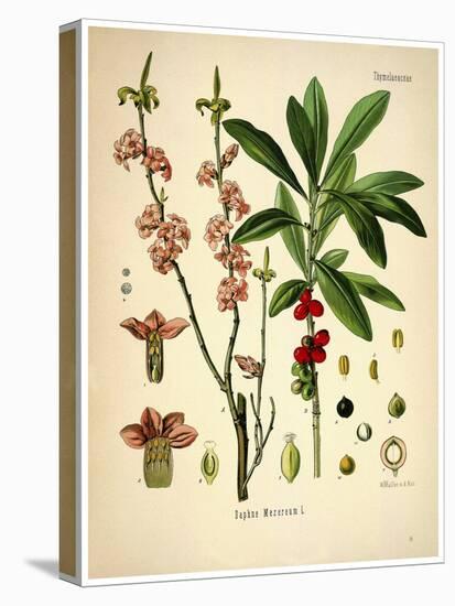 Thymelaeaceae-Vintage Lavoie-Premier Image Canvas